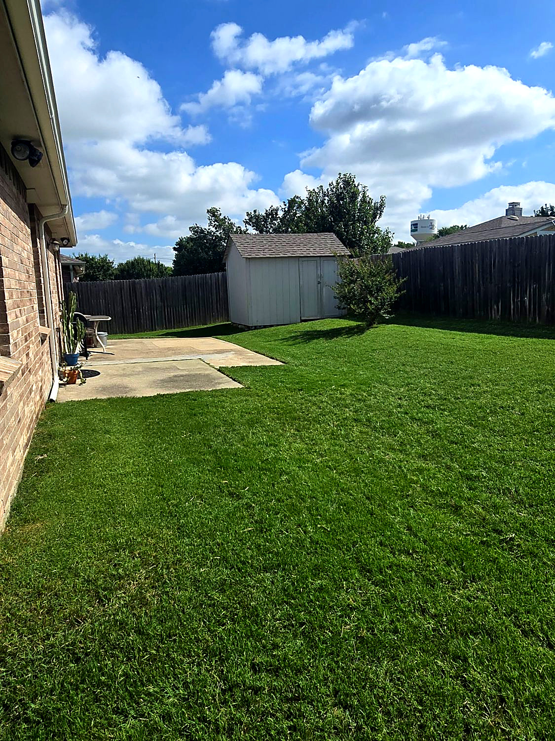 Freshly mowed backyard lawn under a blue sky, with a shed and wood fence