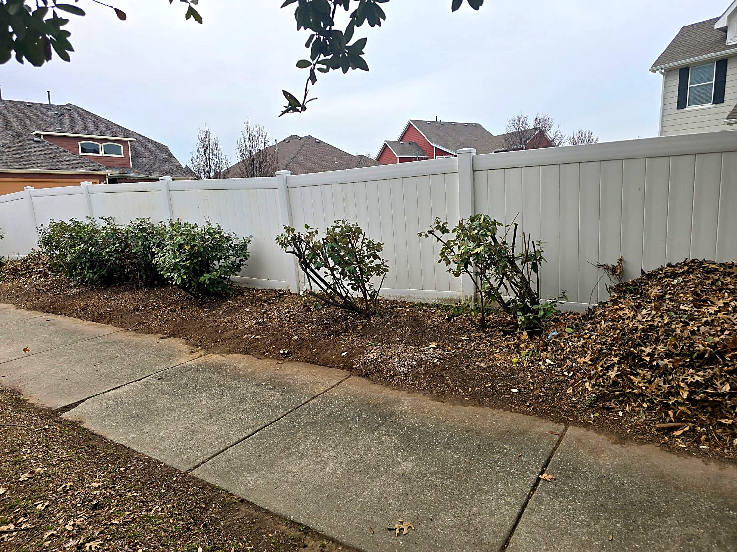 After: a white fence line with shrubs cut back, the bed cleared to bare soil and a clean edge along the sidewalk
