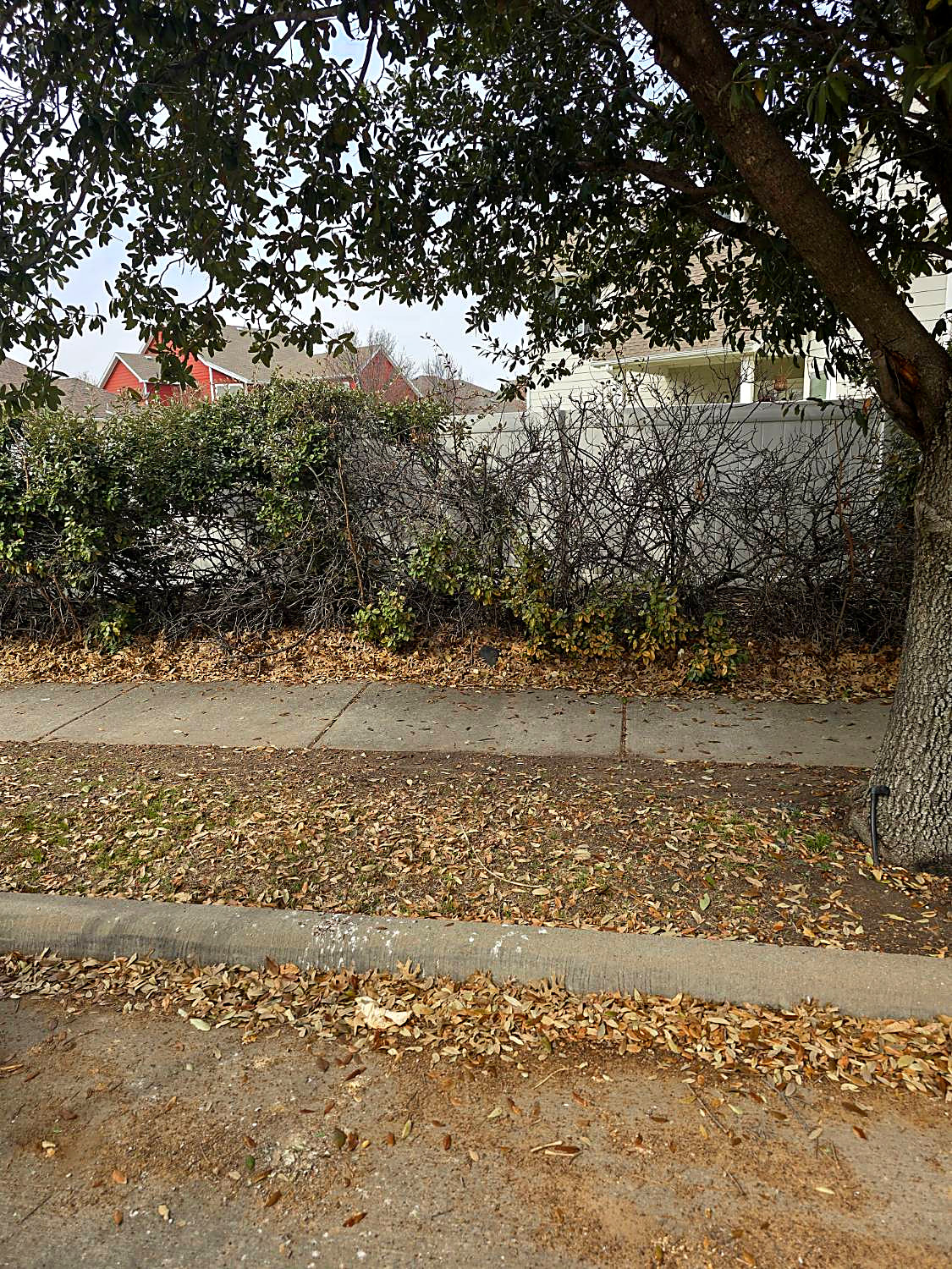 Before: overgrown, half-dead shrubs crowding a white vinyl fence, with dead leaves piled along the sidewalk