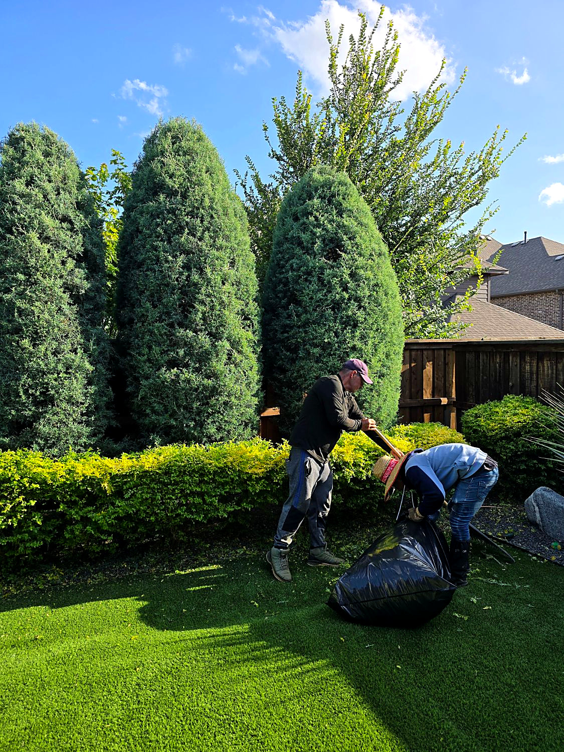 Two crew members bagging hedge clippings in front of shaped evergreens