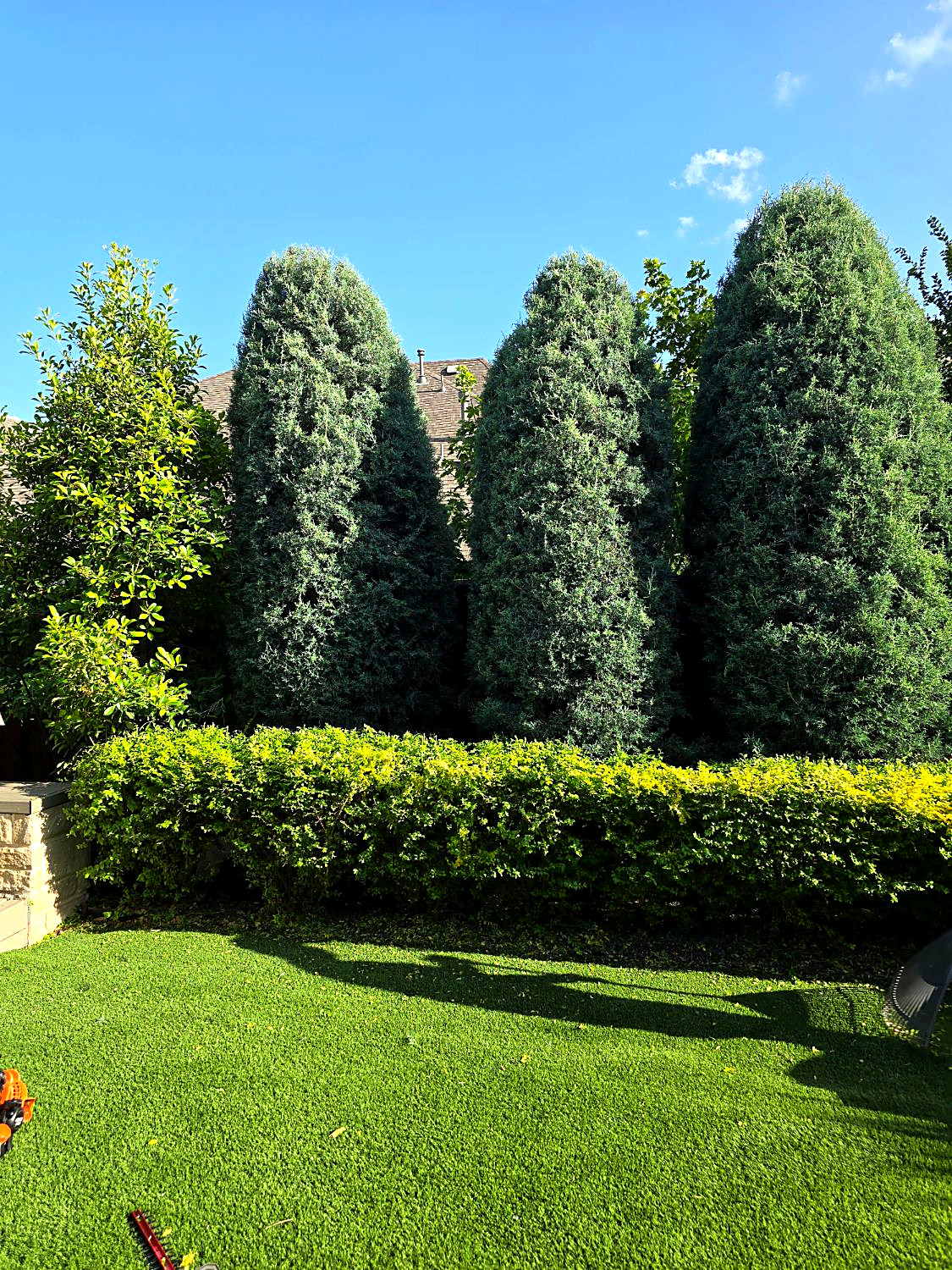 After: the same evergreens shaped into clean cones and the hedge trimmed into a straight, even line
