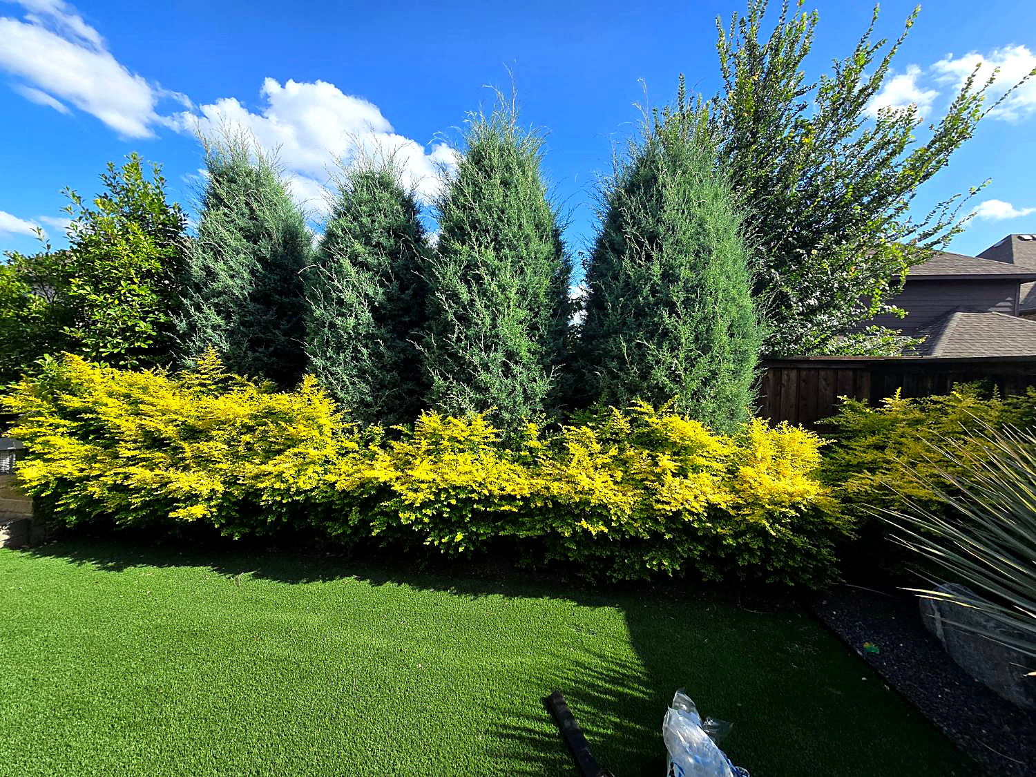 Before: shaggy, overgrown evergreens and an untrimmed yellow hedge in a backyard