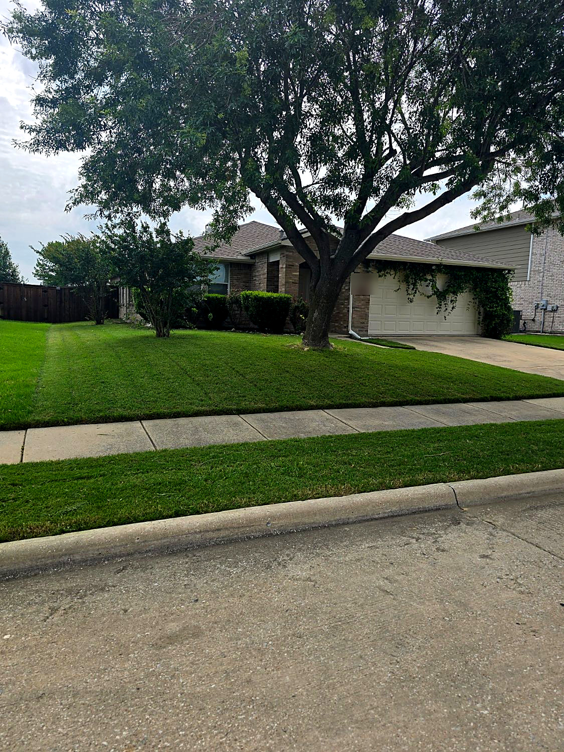 Freshly mowed front lawn with even stripes, edged along the sidewalk and curb