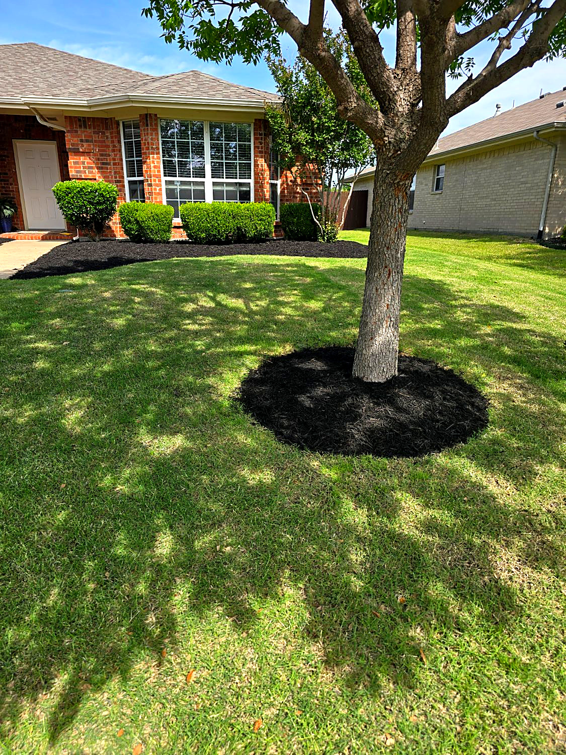 Neat ring of black mulch around a tree trunk in a mowed front yard
